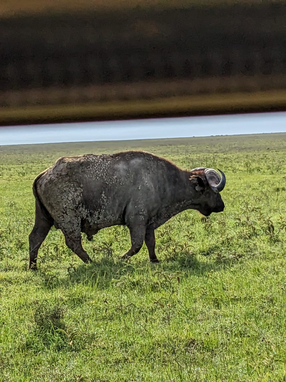 Cape buffalo on the crater floor