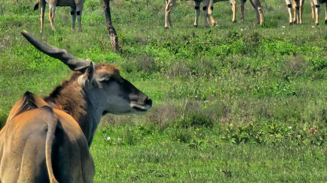Eland on the plains