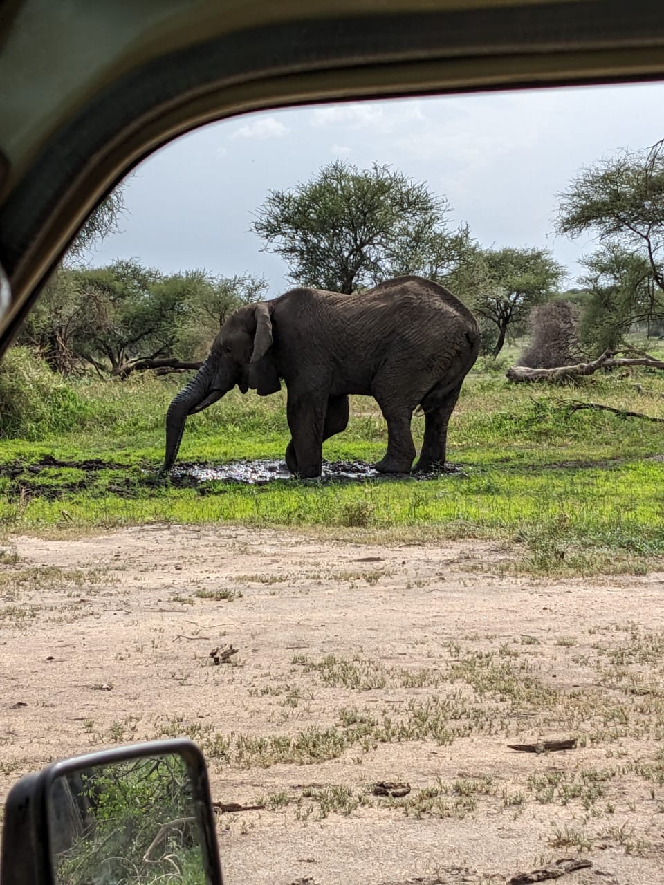 Elephant at a mud wallow