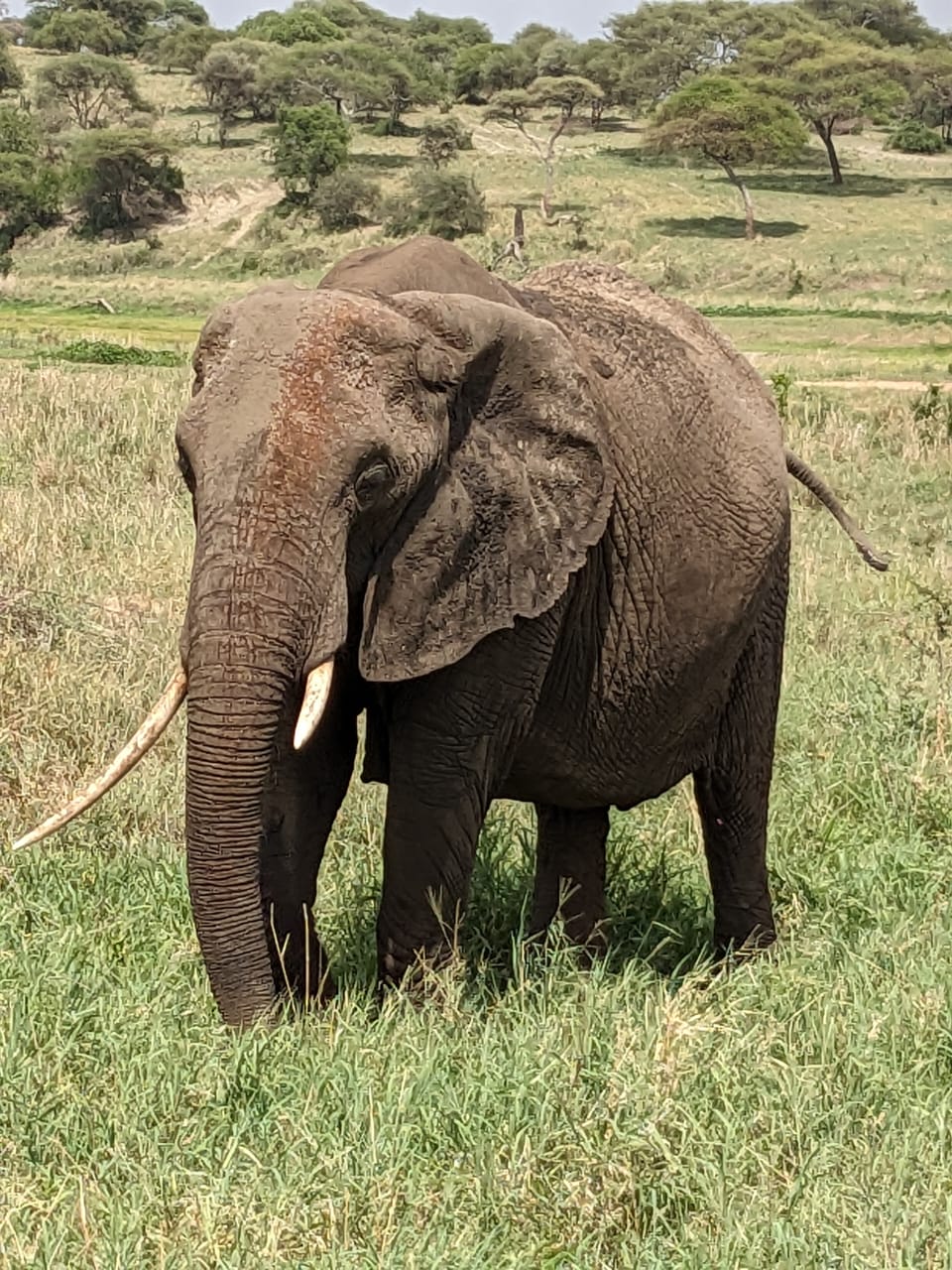 Elephant with tusks