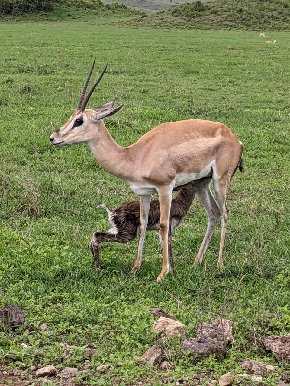Gazelle nursing her young