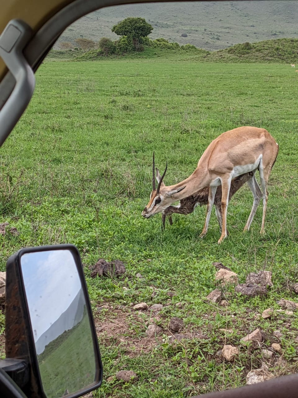 Gazelle from the vehicle window