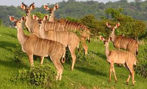 Greater kudu herd