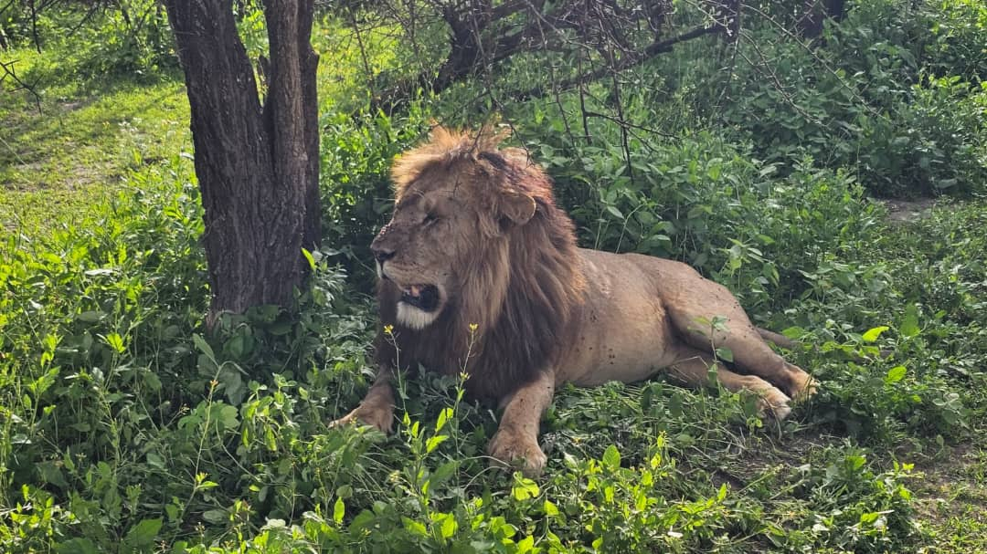 Lion resting under a tree
