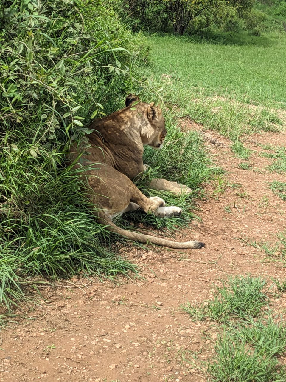 Lioness resting in the shade