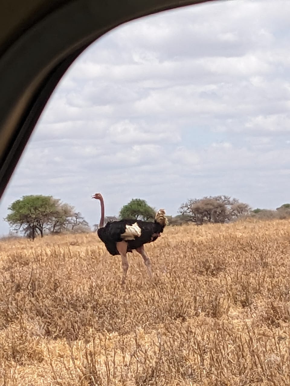 Ostrich on the plains