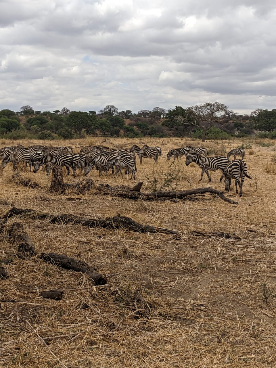 Herd of zebras