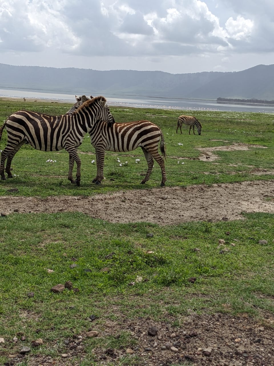 Zebras by the crater lake